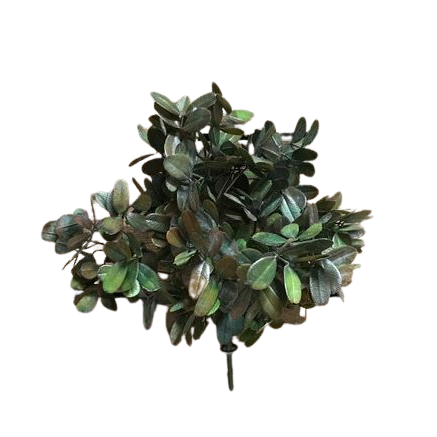 Buisson de sedum vert bourgogne de 14 pouces
