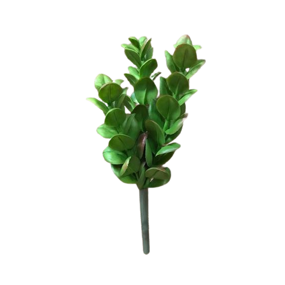 Plante succulente de 7,5 pouces