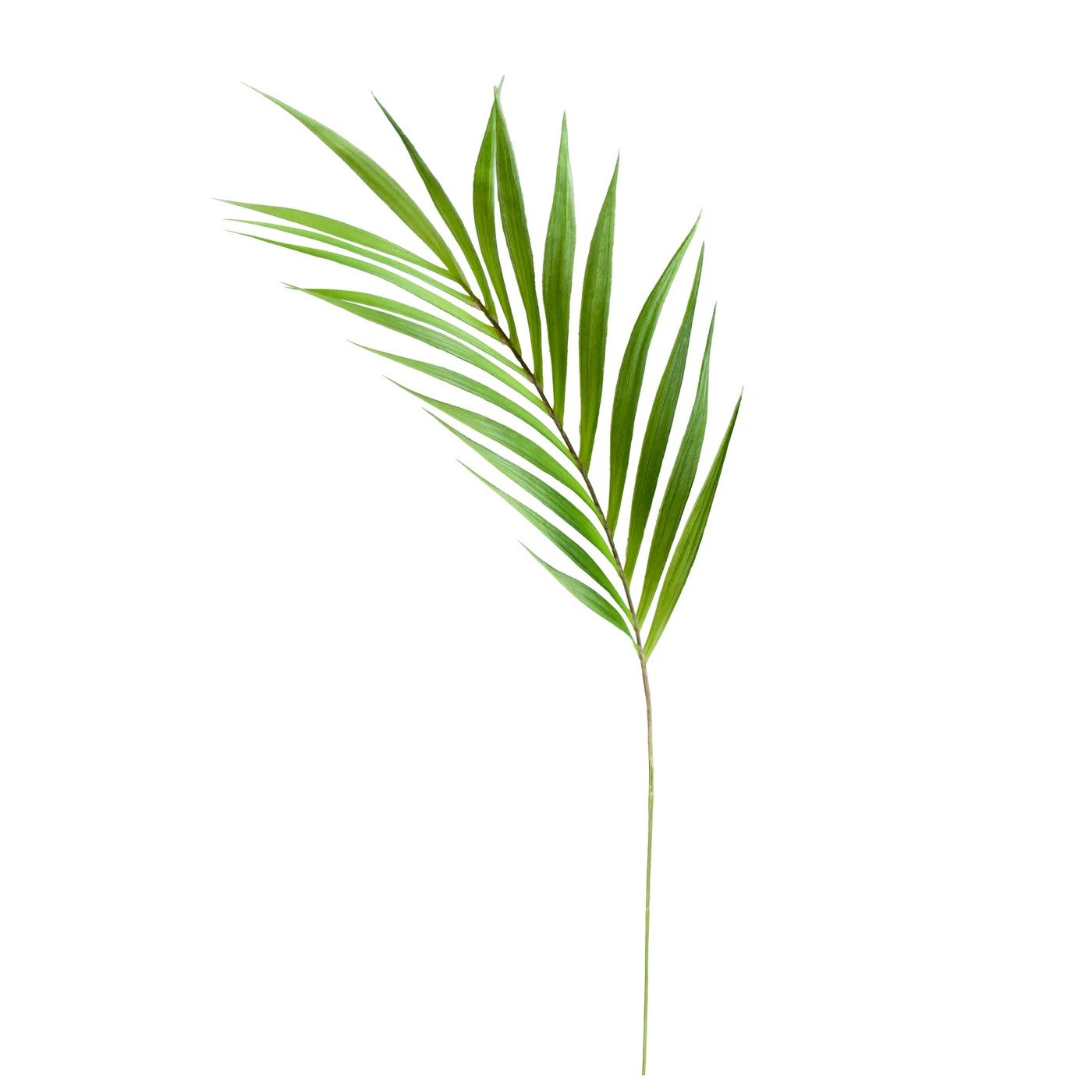 Tige de feuille de palmier