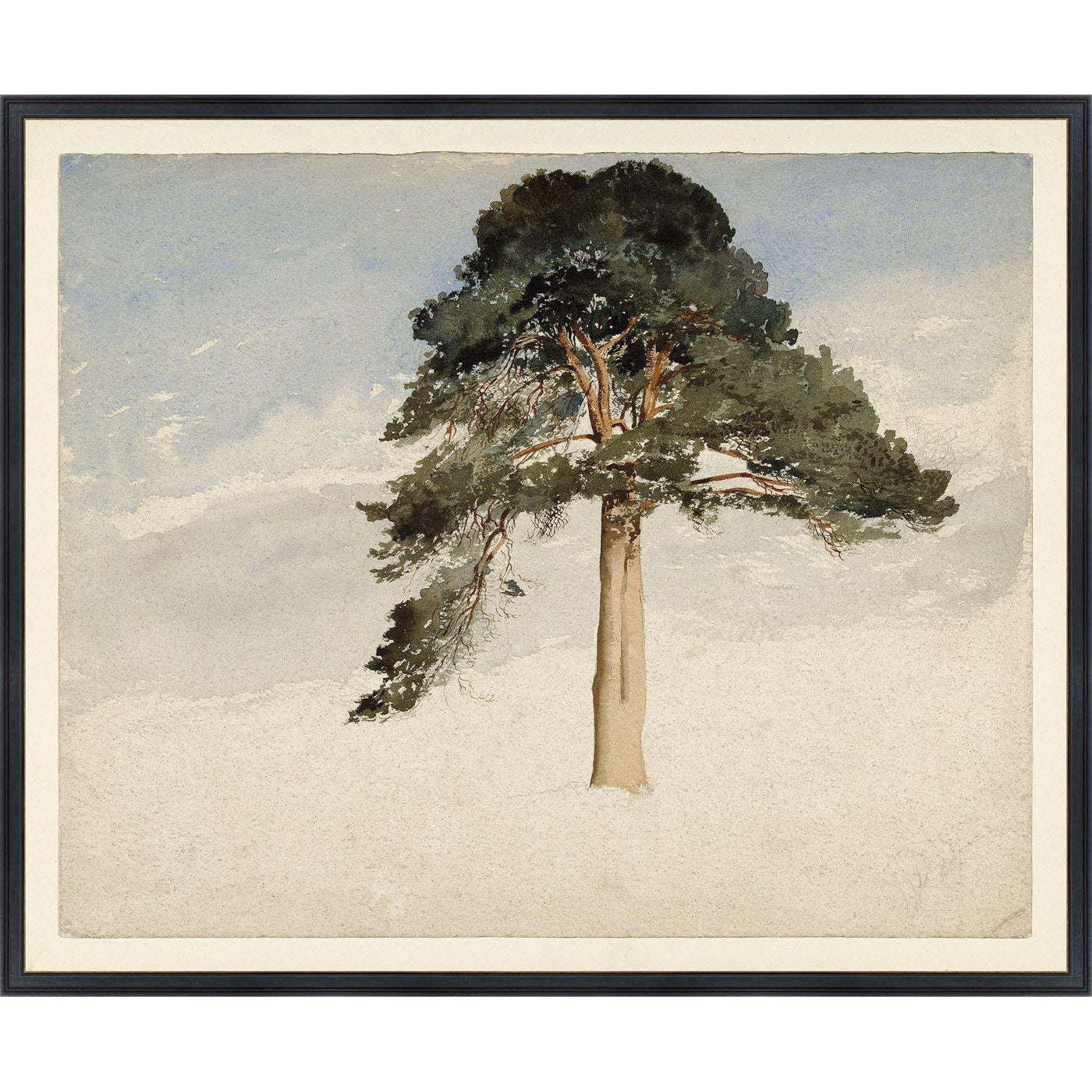 Scottish Fir Tree, 1849